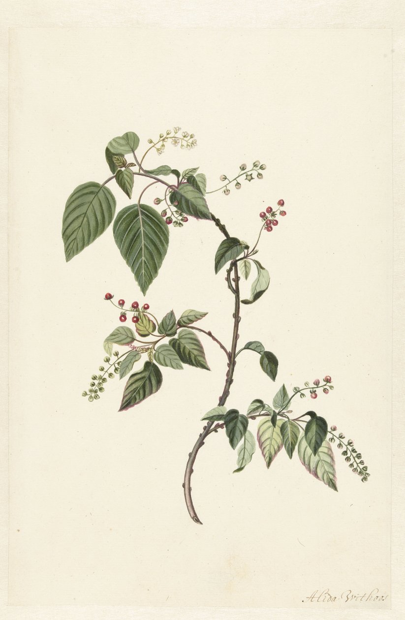 Nandina (Nandina domestica) de Alida Withoos