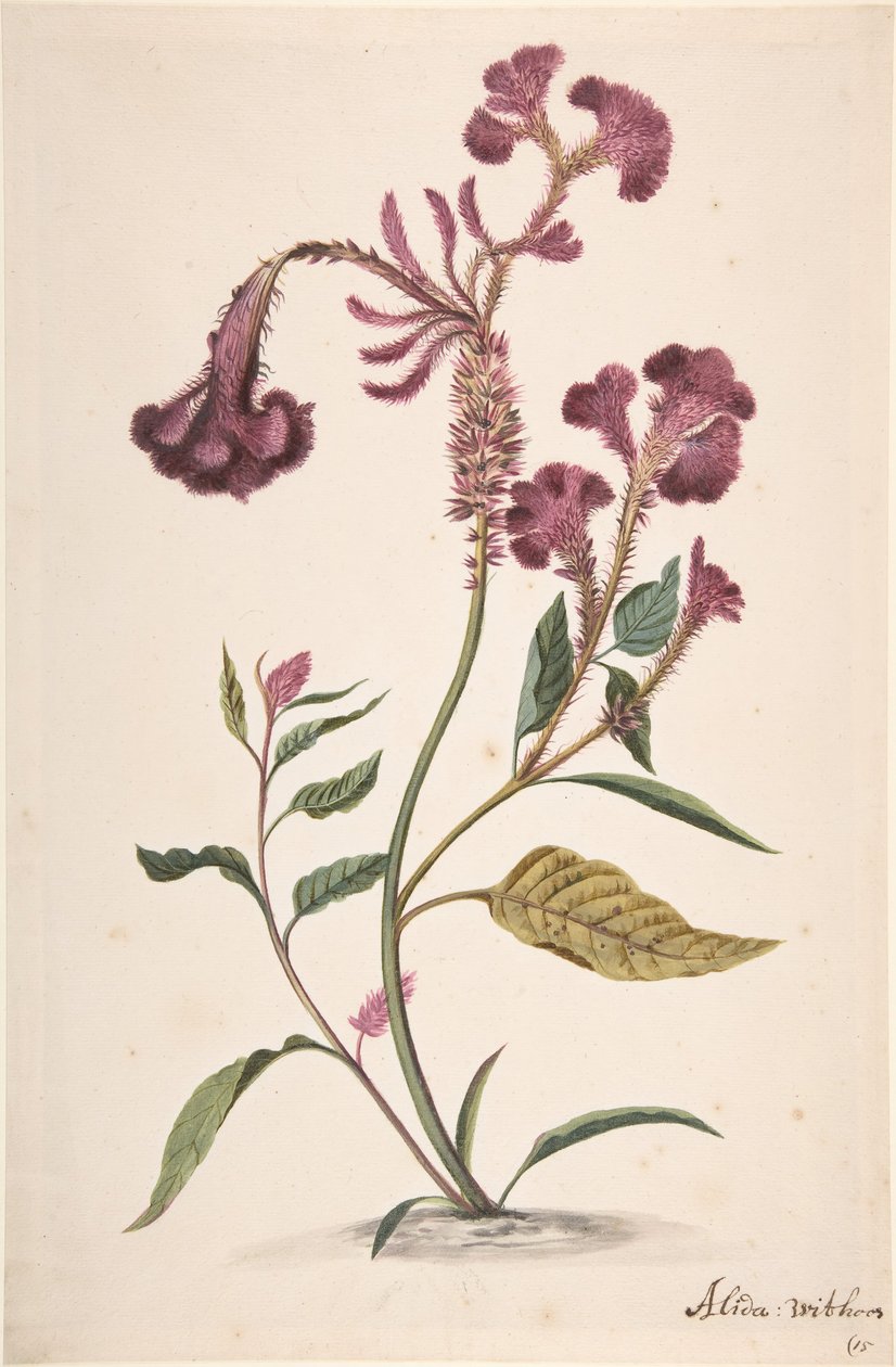 Estudio de una Hanekam Celosia argentea, s.f. de Alida Withoos