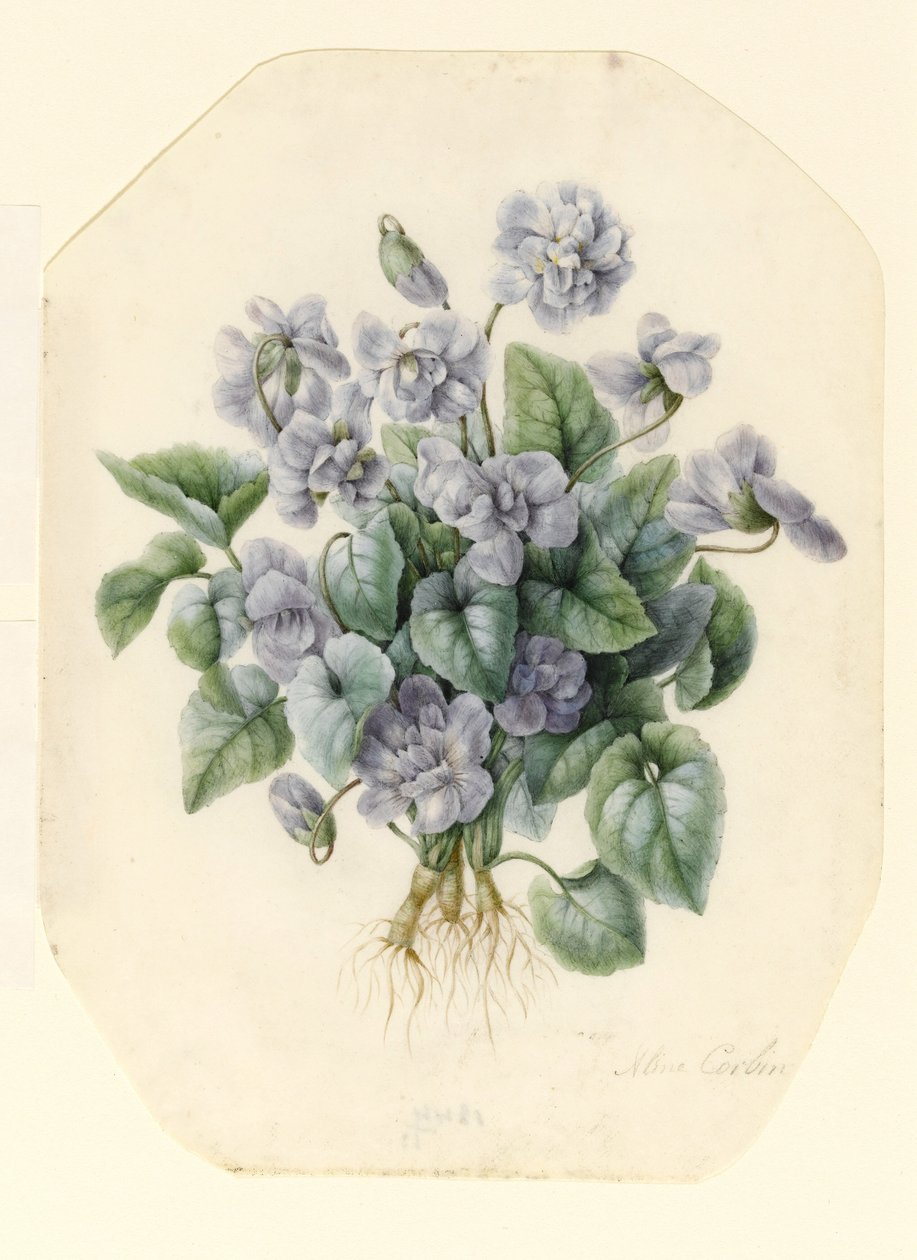 Violetas de Aline Corbin