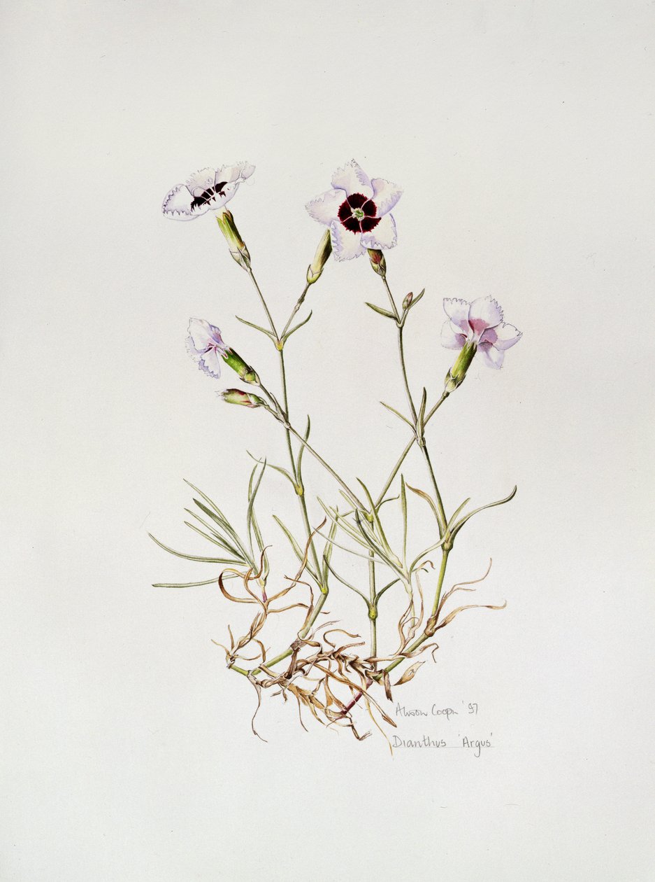 Dianthus 