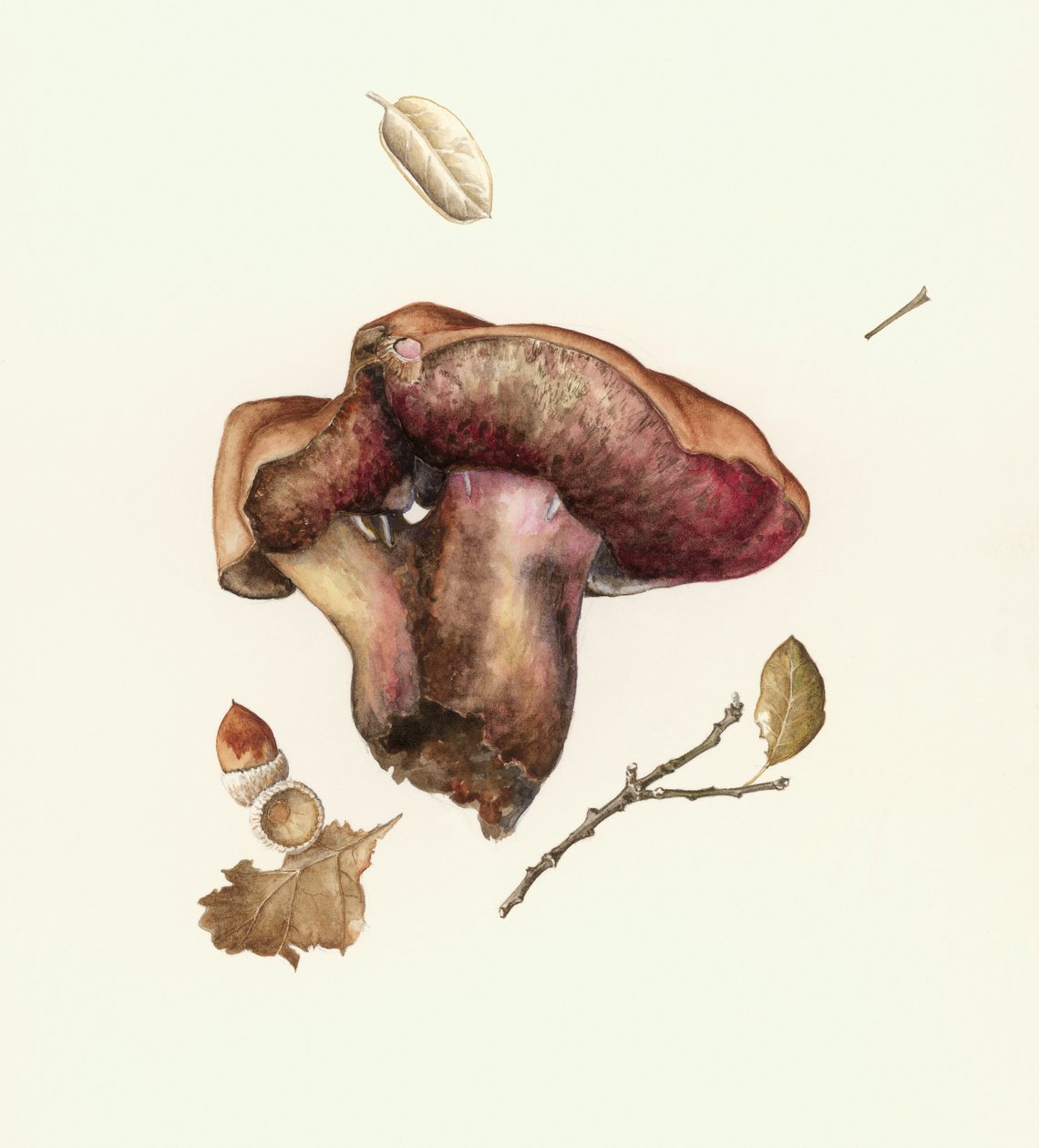 Hongo de Alison Cooper