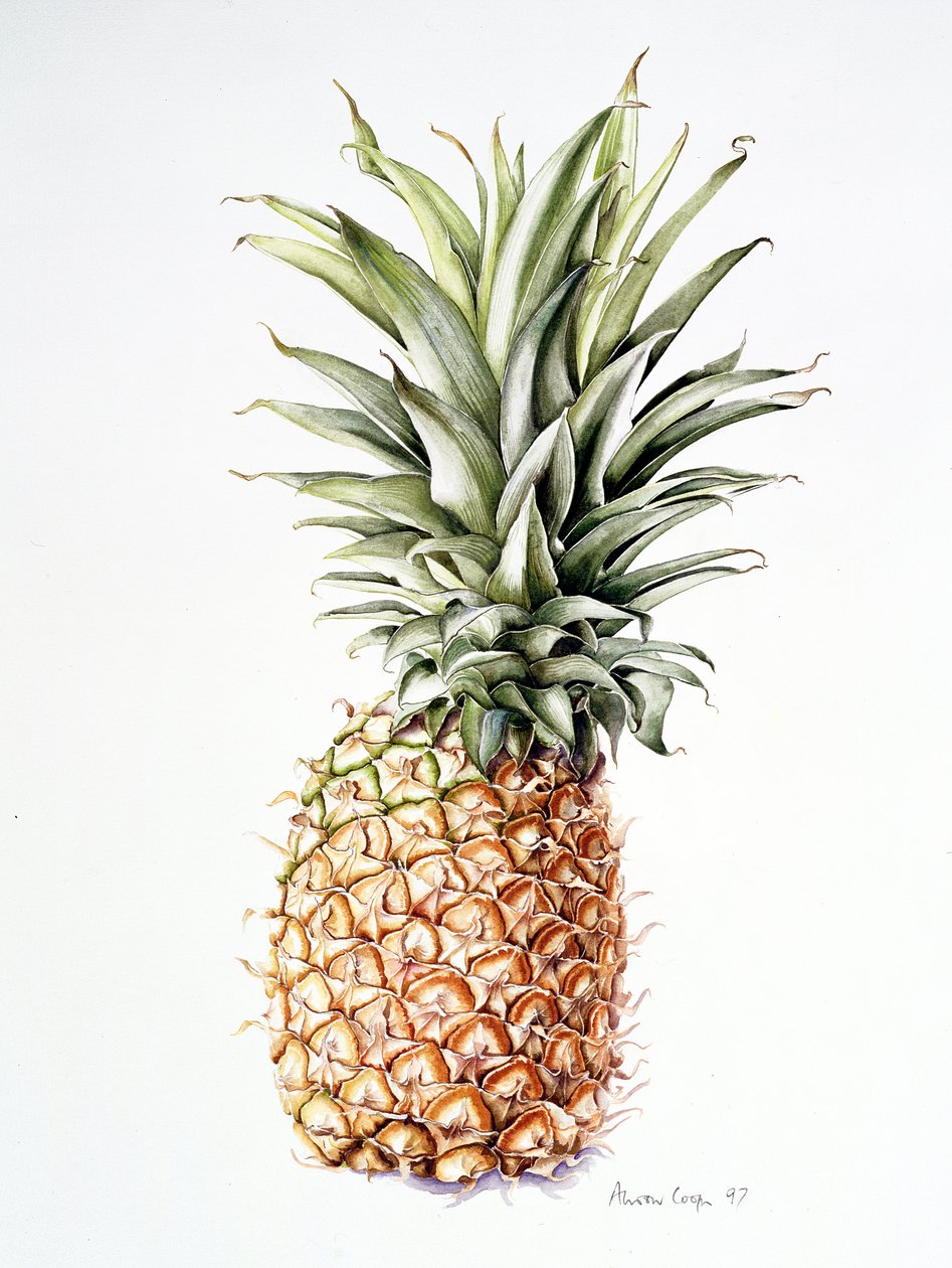 Piña, 1997 de Alison Cooper