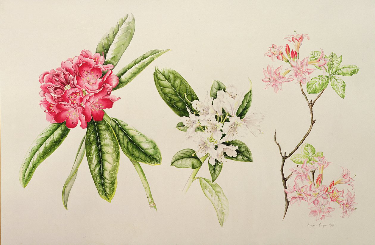 Rhododendron, 1998 de Alison Cooper