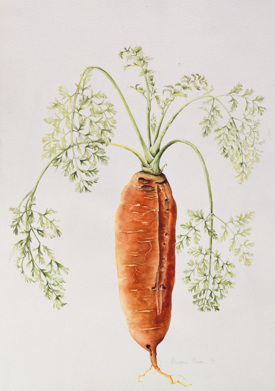 Zanahoria de mi Jardín de Alison Cooper