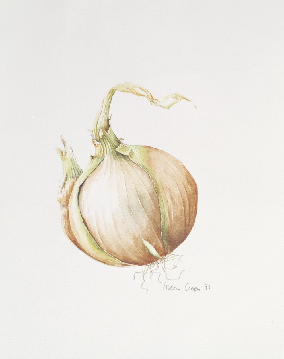 Estudio de Cebolla, 1993 de Alison Cooper