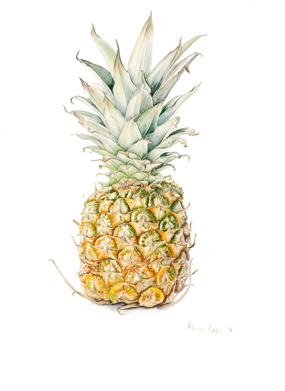Piña madura, acuarela, 2016 de Alison Cooper