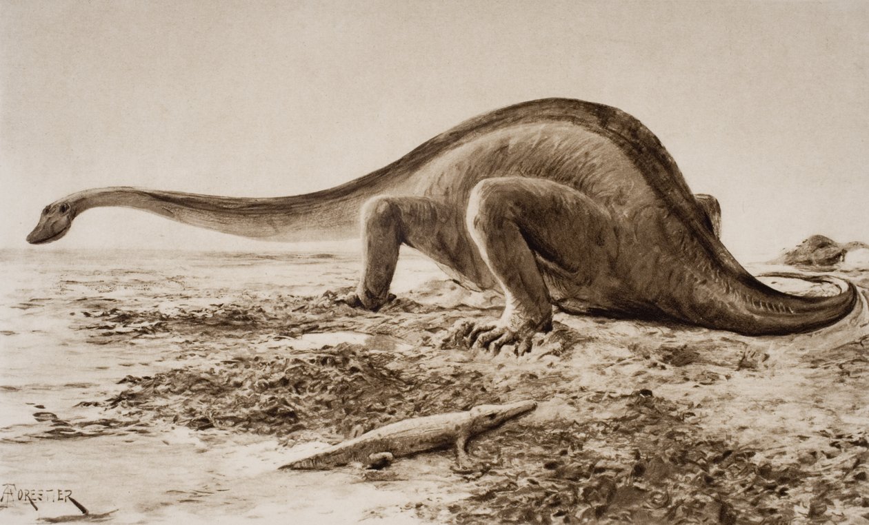 Brachiosaurus de Amedee Forestier