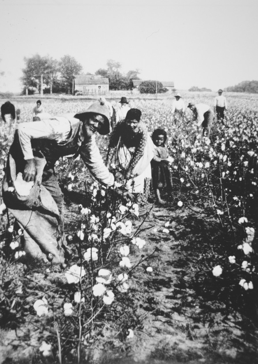 Recolectores de algodón negros, c.1900 de American Photographer