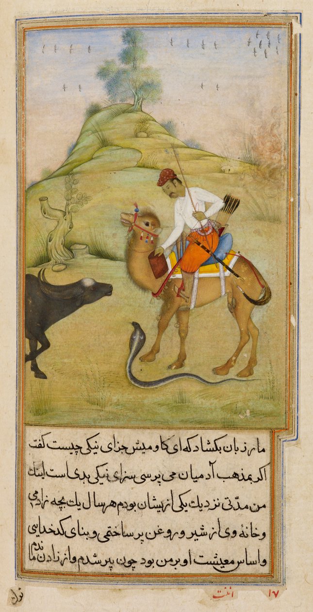 El jinete del camello, ilustración de 