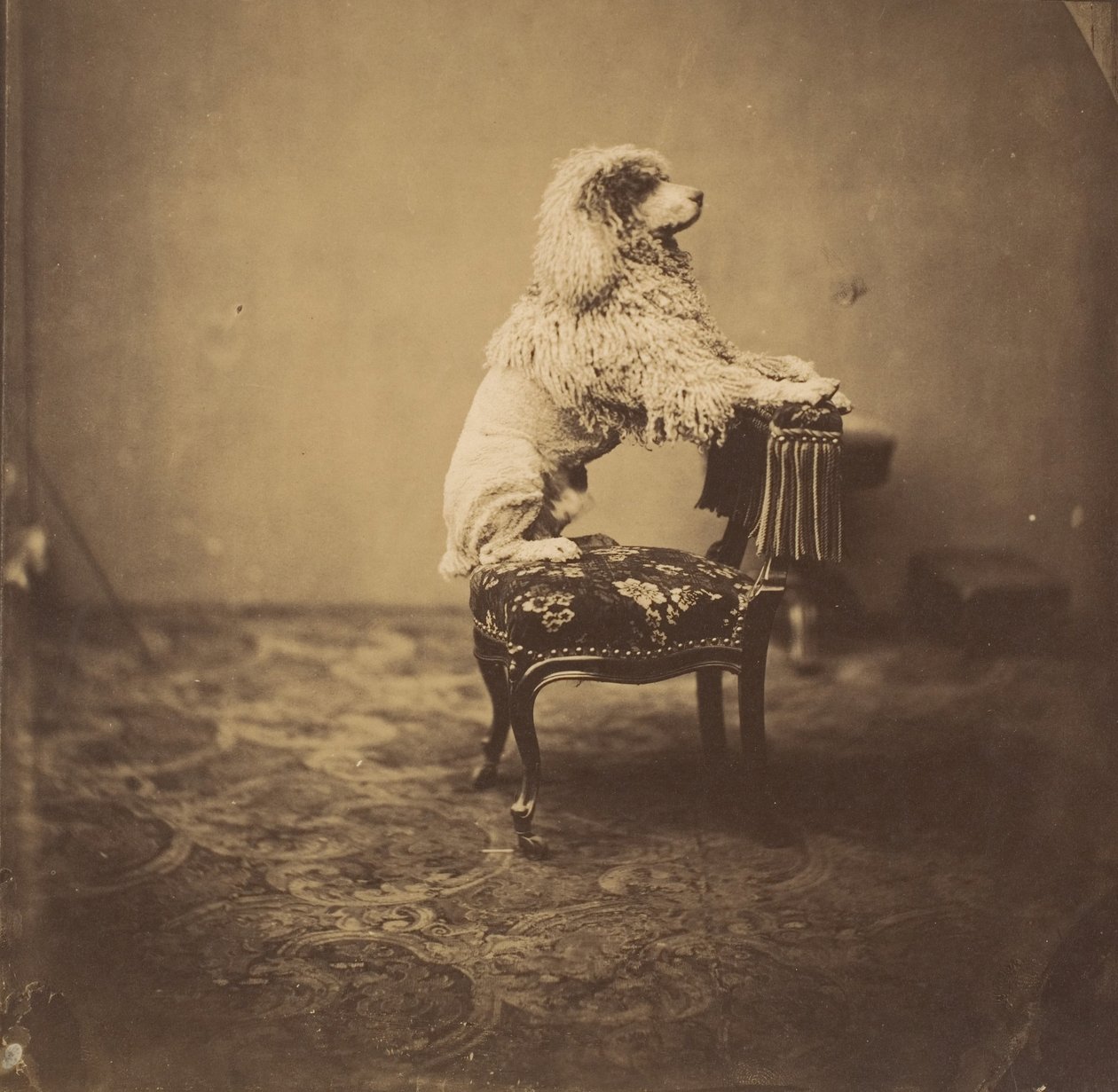 [Caniche de la Emperatriz Eugenia], 1850s de Andre Adolphe Eugene Disderi