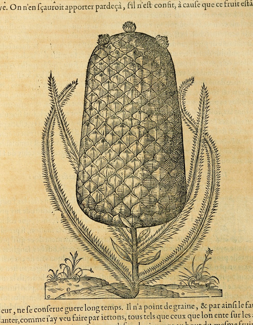 Piña (Ananas comosus), grabado por Andre Thevet de Andre Thevet