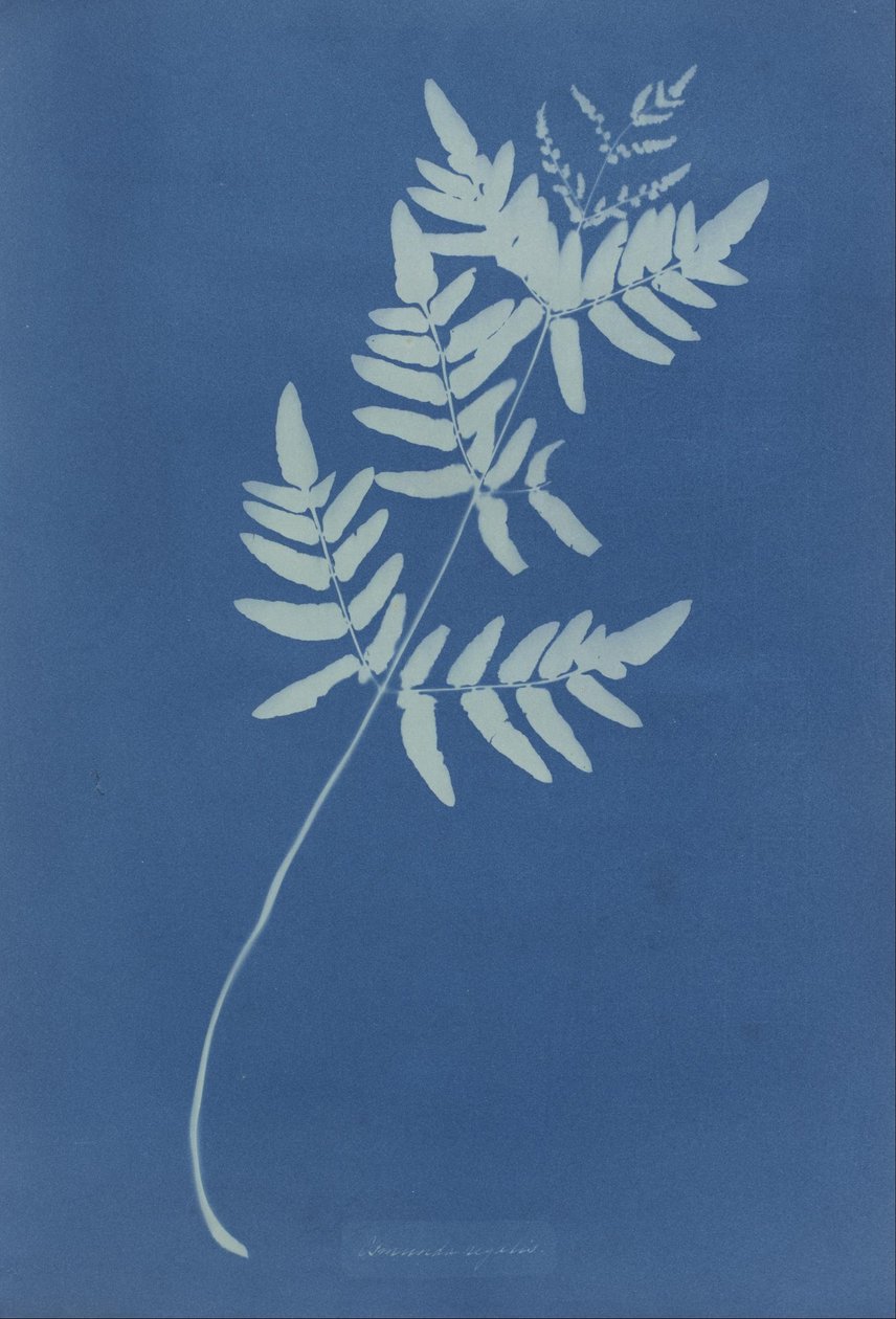 Osmunda Rigalis (Australia) de Anna Atkins