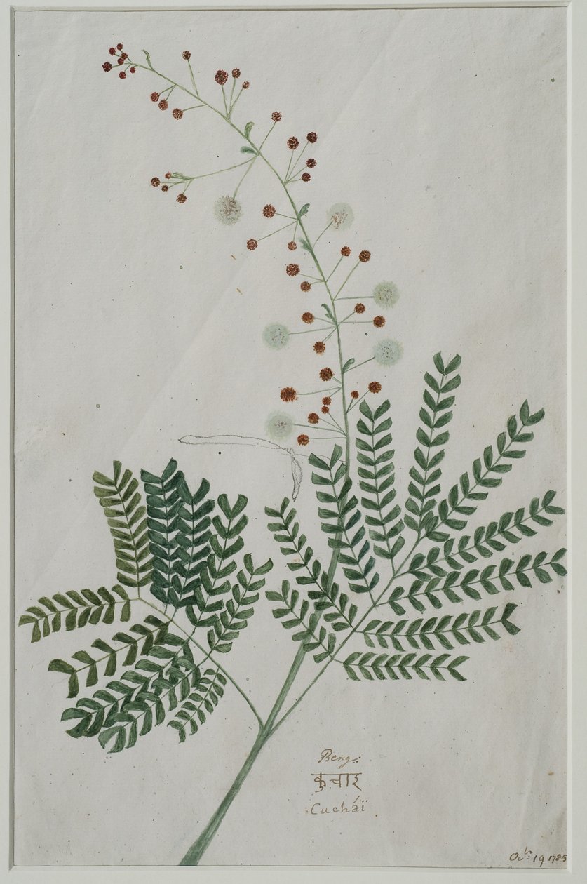 Acacia leucophloea, 1785 de Anna Maria Jones