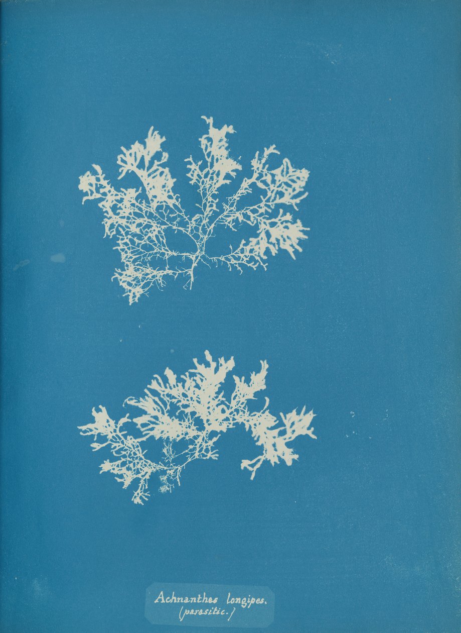 Achnanthes longipes. parásito de Anna Atkins