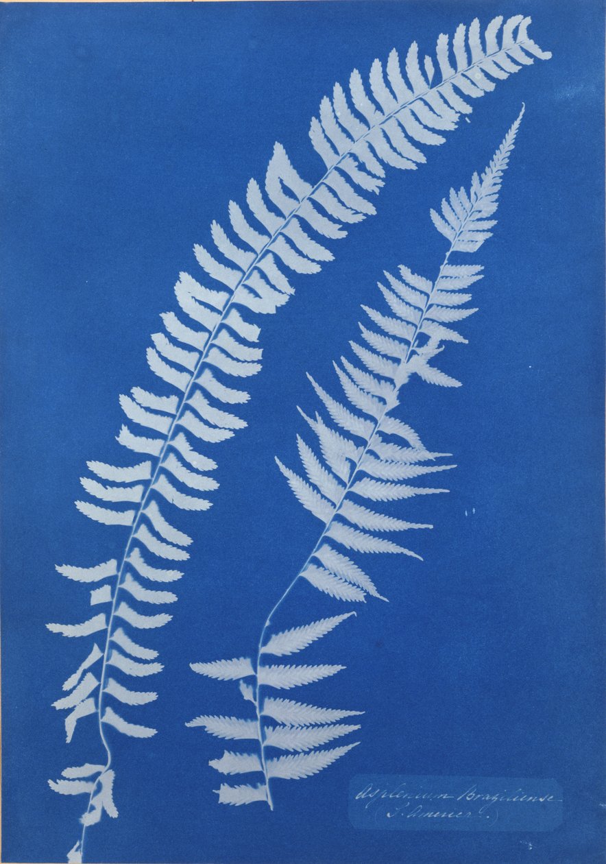 Asplenium Braziliense, S. América de Anna Atkins