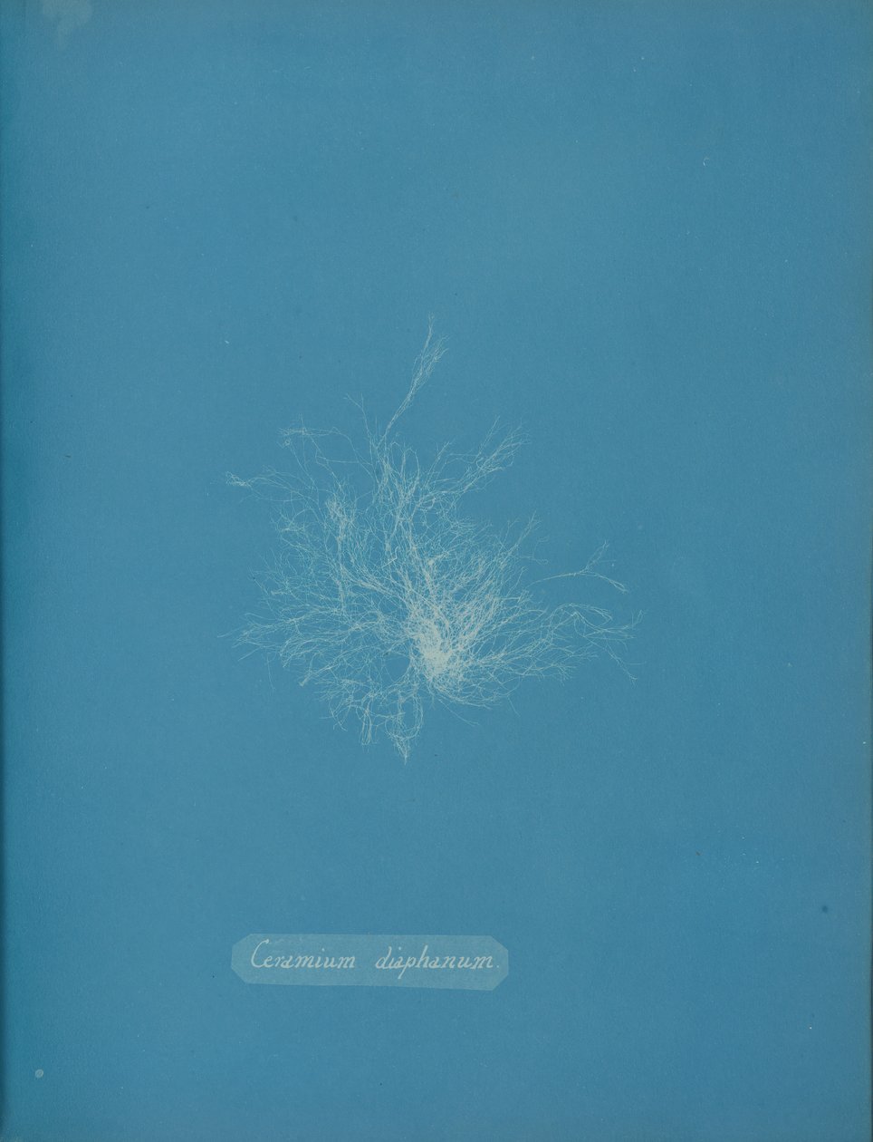 Ceramium diaphanum, ca. 1853 de Anna Atkins