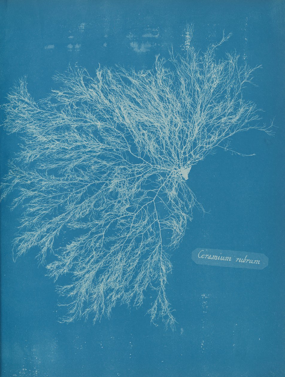 Ceramium rubrum, ca. 1853 de Anna Atkins