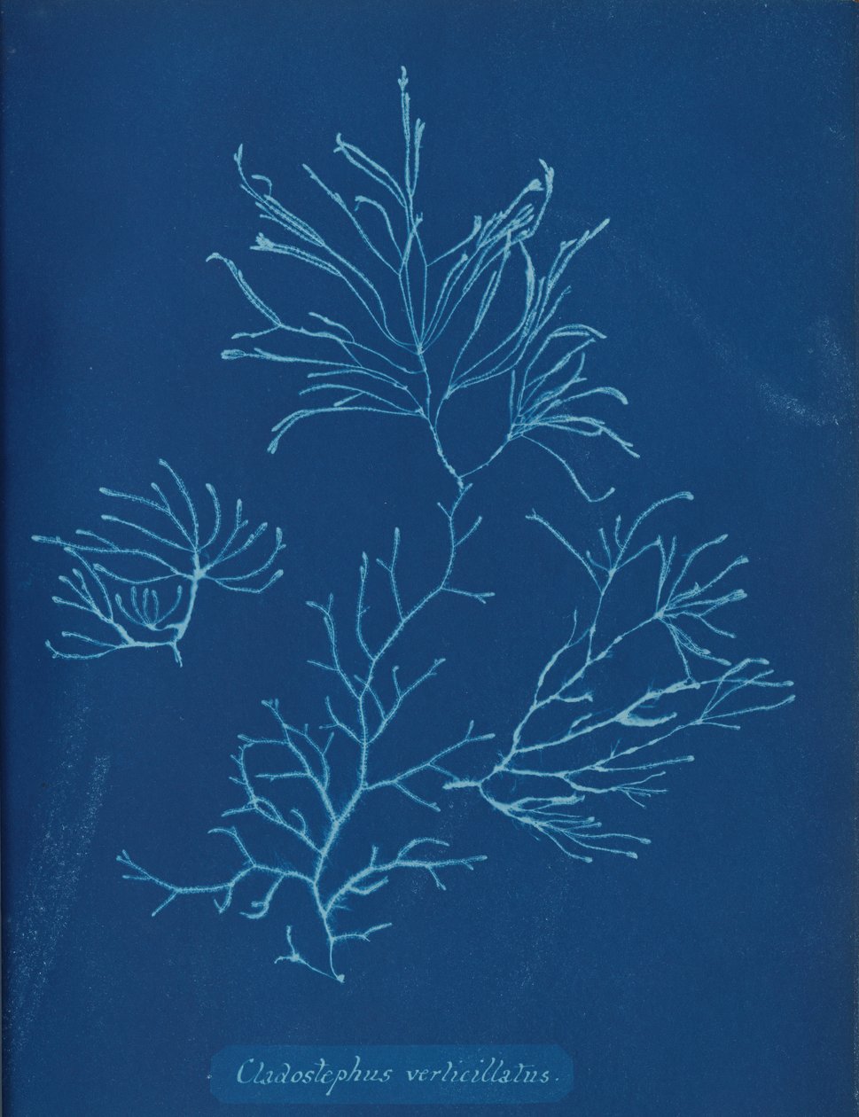 Cladostephus verticillatus, ca. 1853 de Anna Atkins
