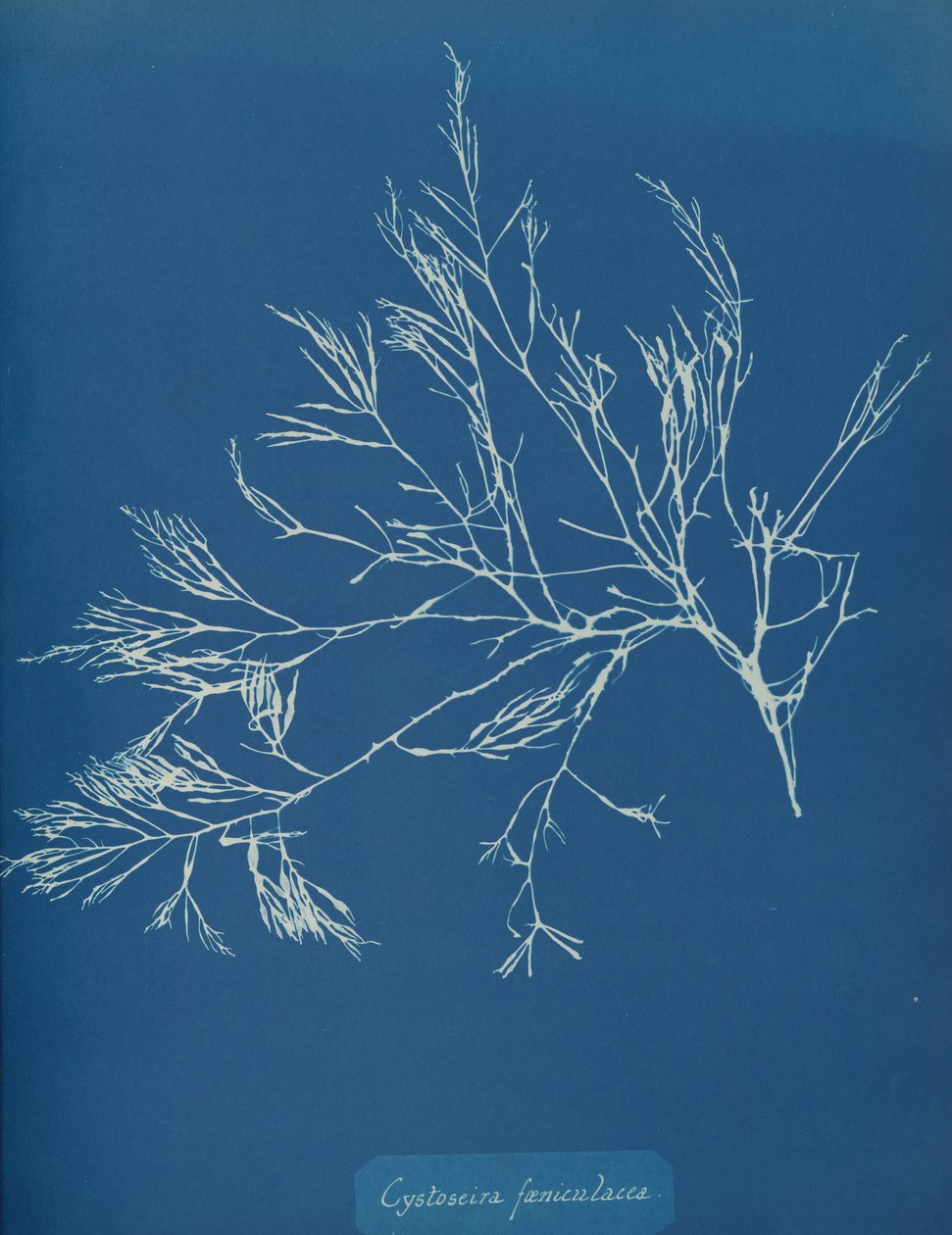 Cystoseira fæniculacea, ca. 1853 de Anna Atkins