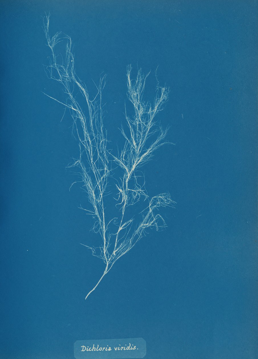 Dichloria viridis, ca. 1853 de Anna Atkins