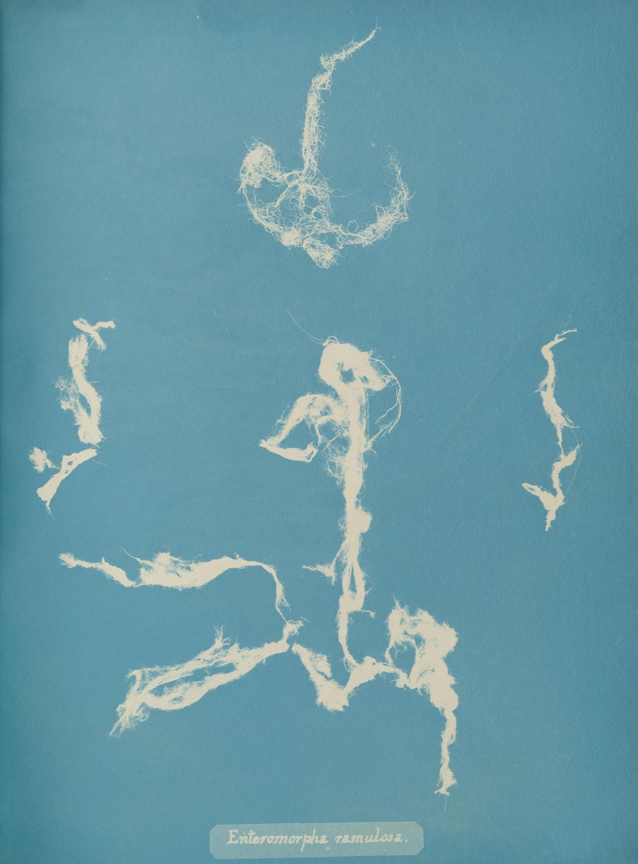 Enteromorpha ramulosa, ca. 1853 de Anna Atkins