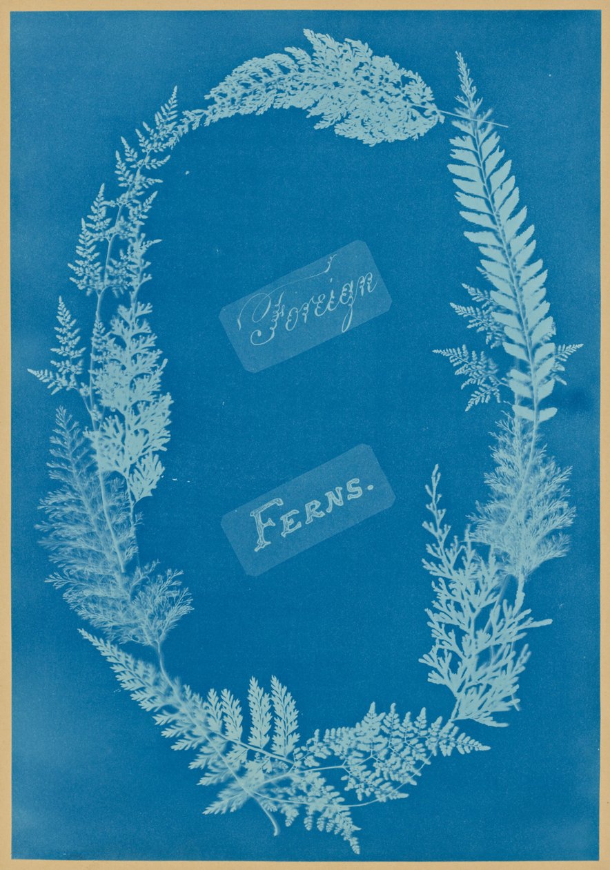 Helechos Extranjeros de Anna Atkins