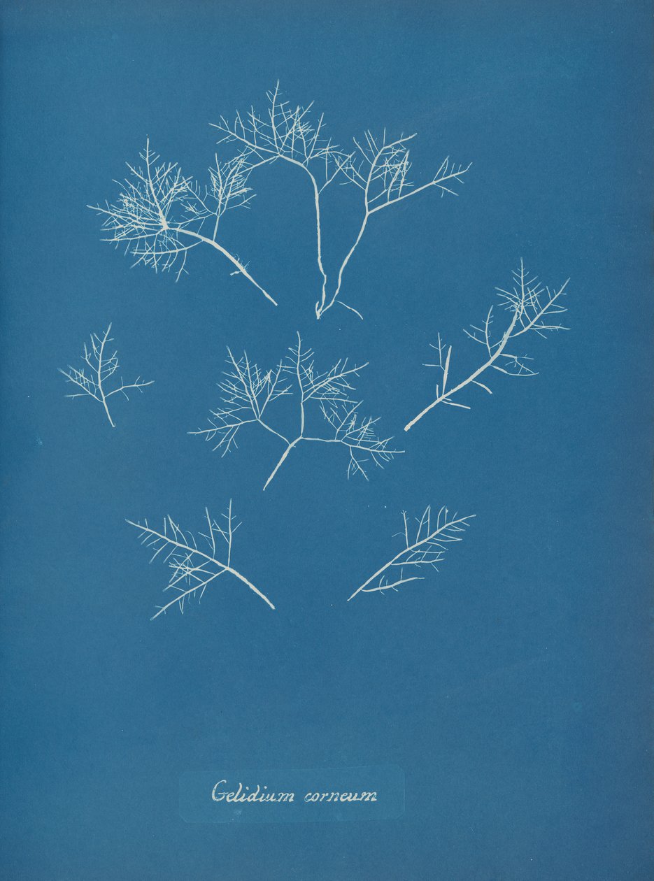 Gelidium corneum, ca. 1853 de Anna Atkins