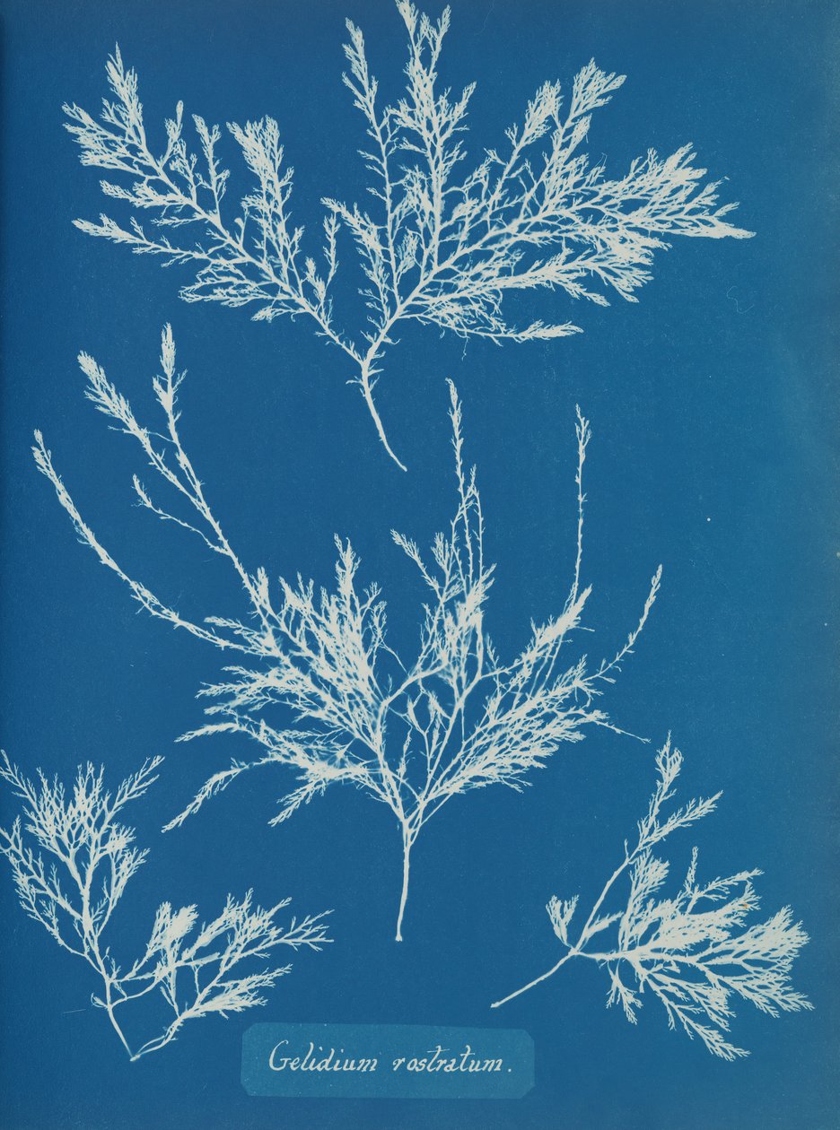 Gelidium rostratum, ca. 1853 de Anna Atkins