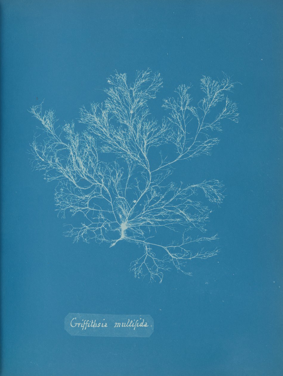 Griffithsia multifida, ca. 1853 de Anna Atkins