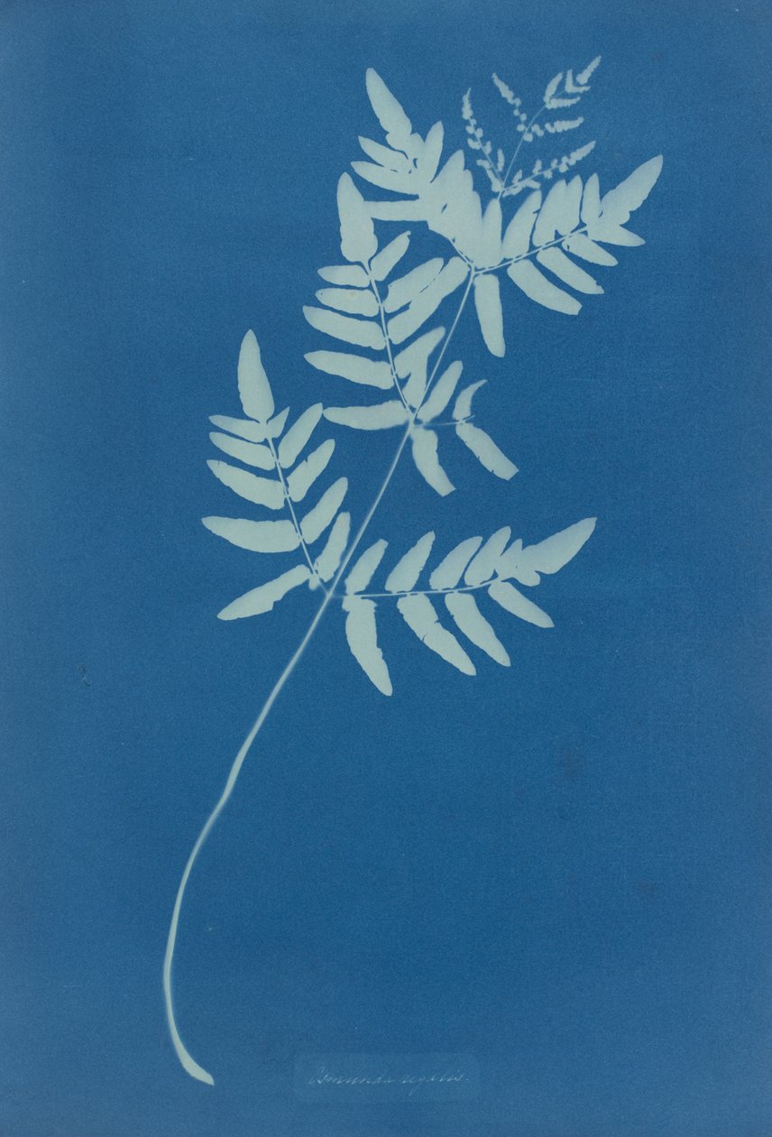 Osmunda Rigalis (Australia) de Anna Atkins