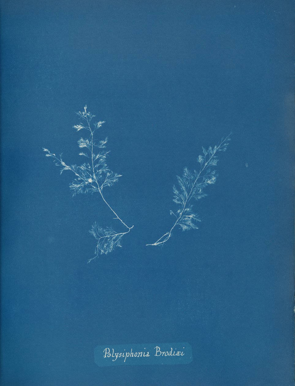Polysiphonia Brodiæi, ca. 1853 de Anna Atkins