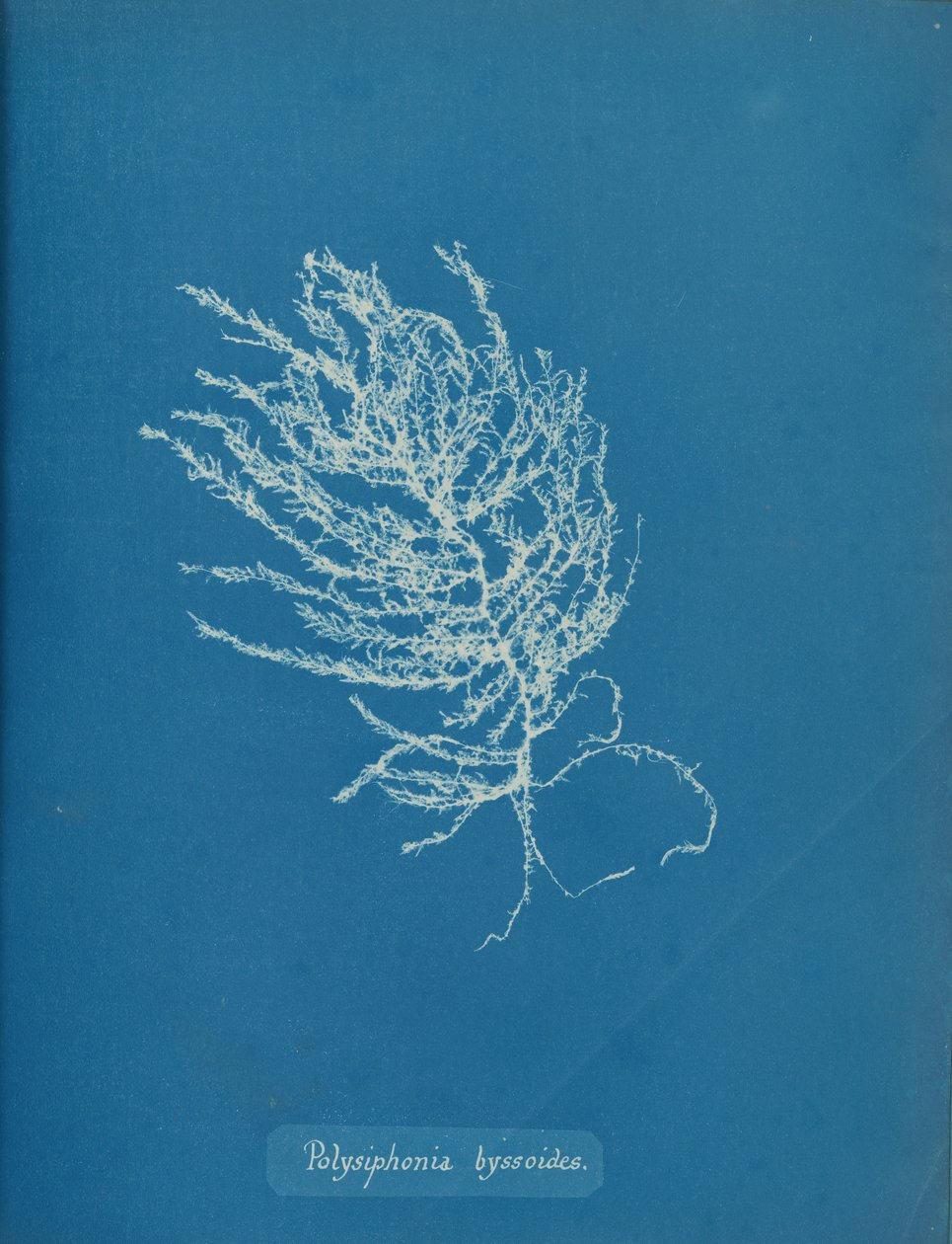 Polysiphonia byssoides, ca. 1853 de Anna Atkins