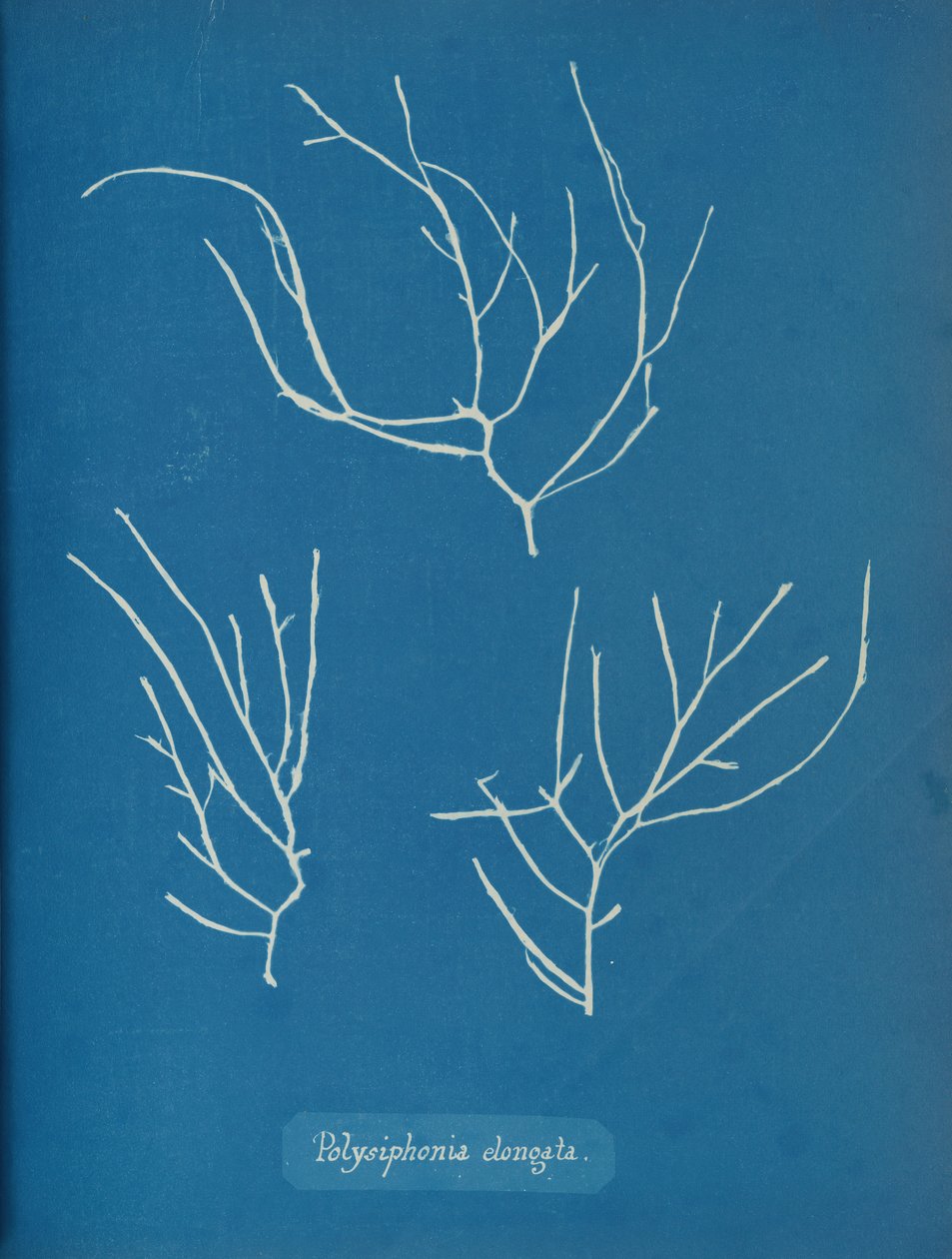 Polysiphonia elongata, ca. 1853 de Anna Atkins