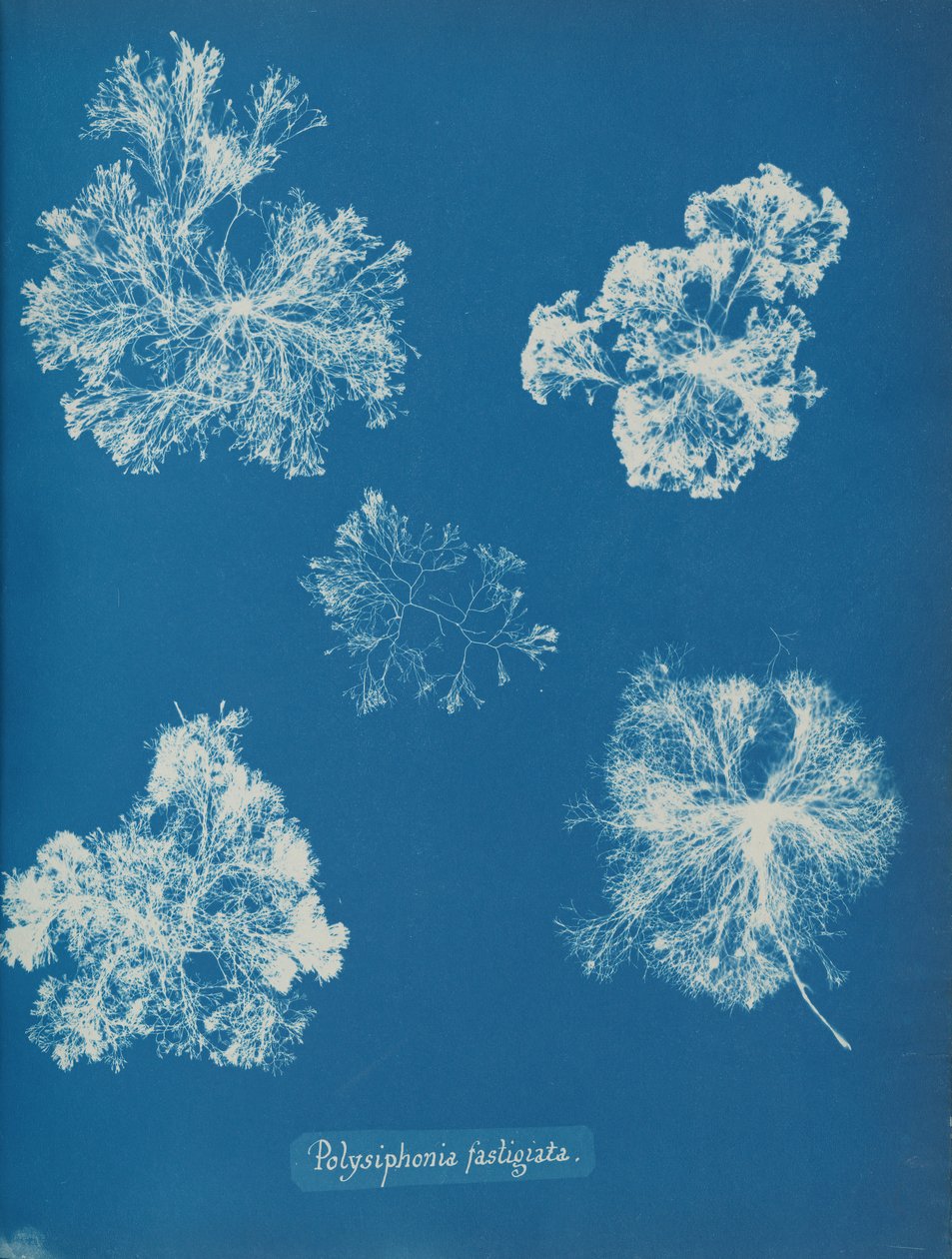 Polysiphonia fastigiata, ca. 1853 de Anna Atkins