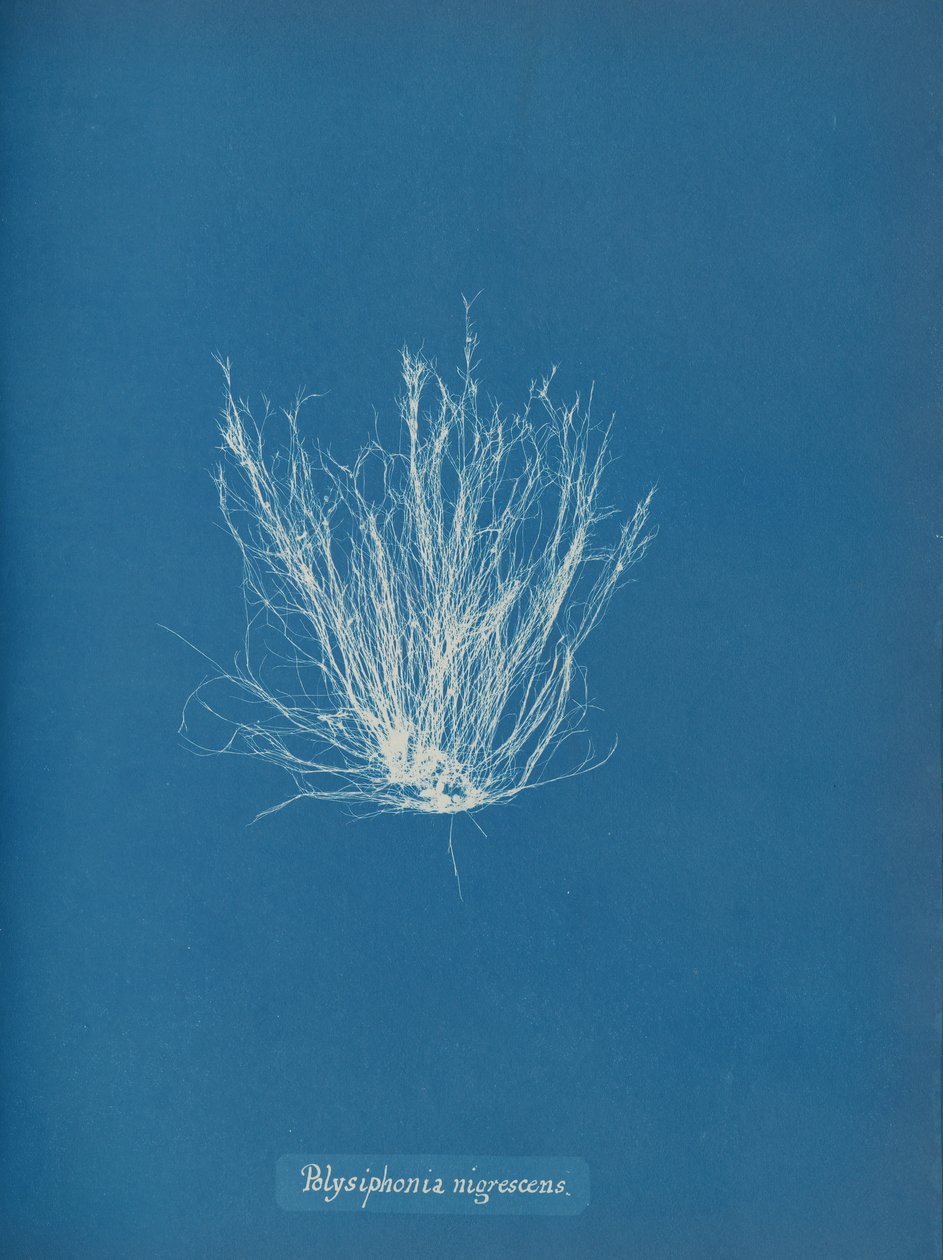 Polysiphonia nigrescens, ca. 1853 de Anna Atkins