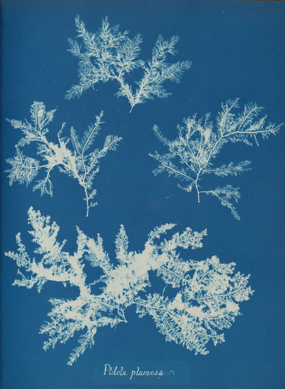 Ptilota plumosa, ca. 1853 de Anna Atkins