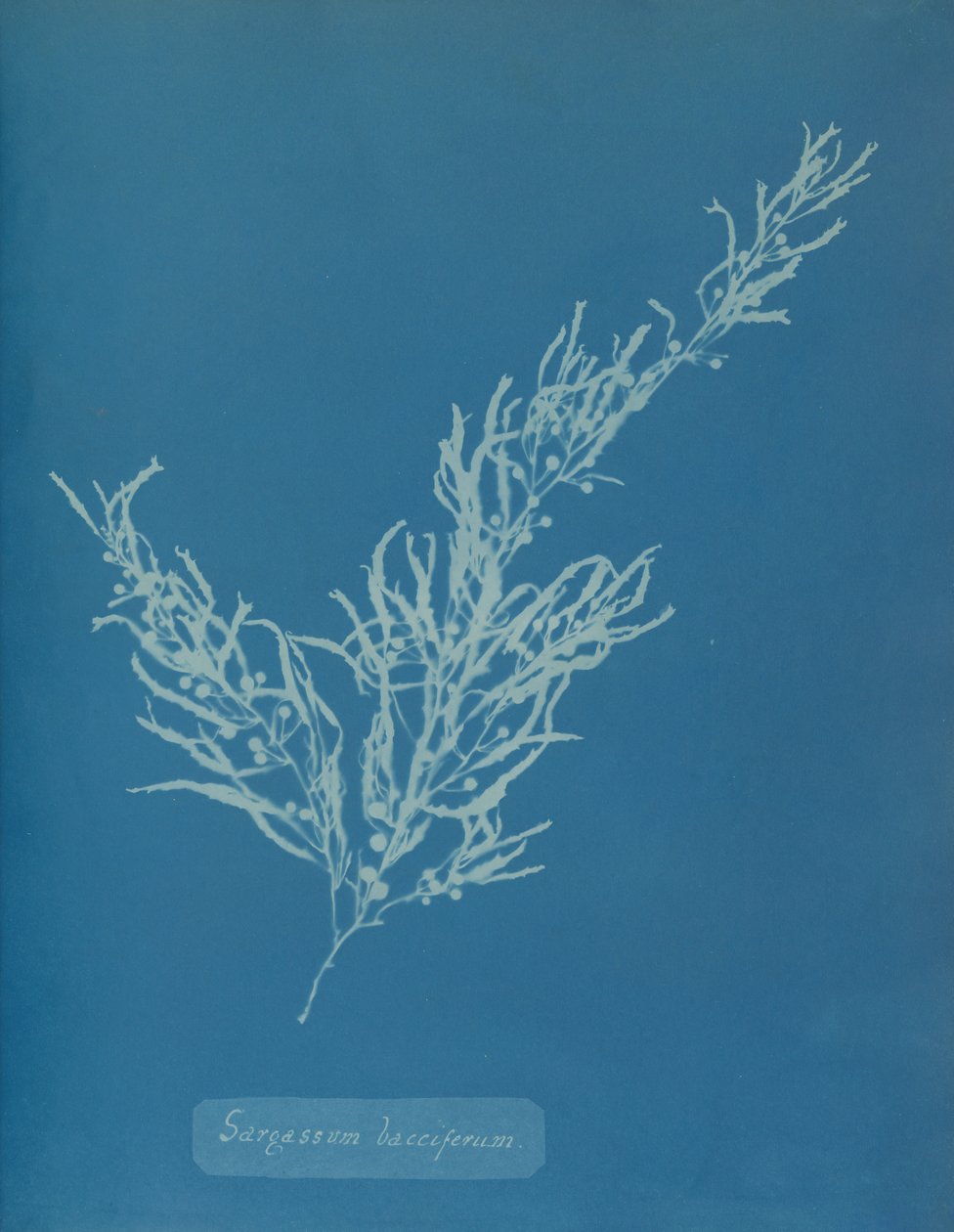 Sargassum bacciferum, ca. 1853 de Anna Atkins
