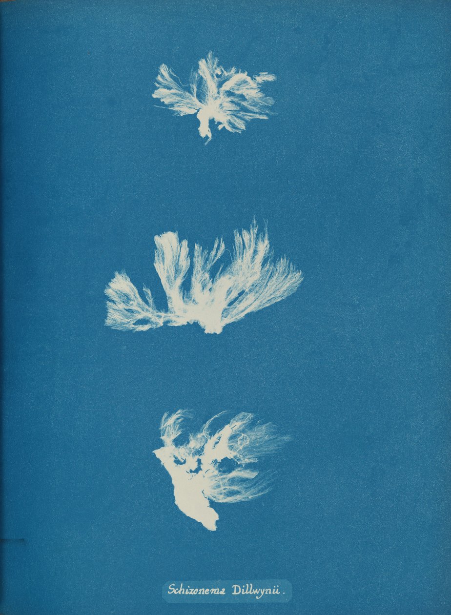 Schizonema Dillwynii, ca. 1853 de Anna Atkins