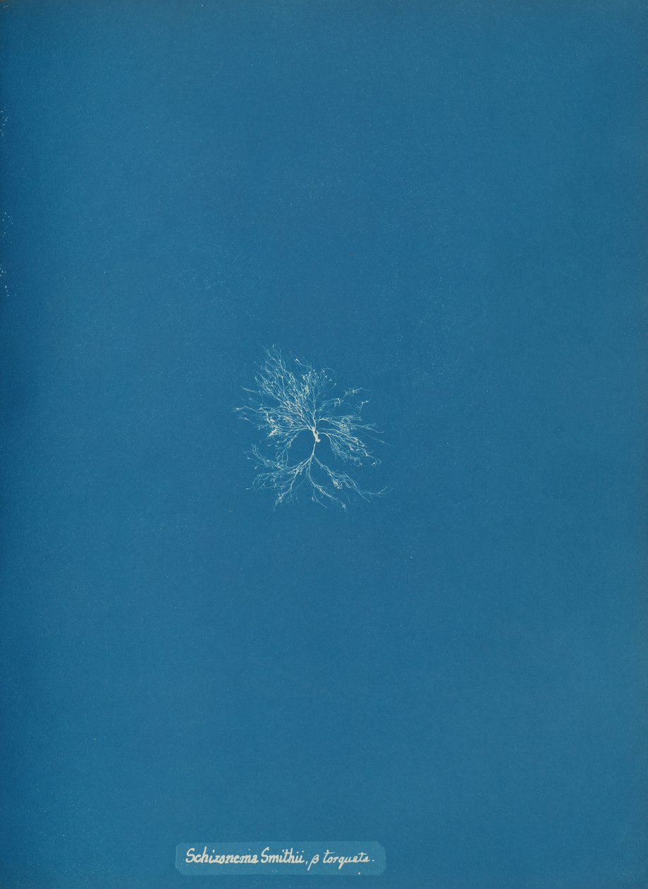 Schizonema Smithii, ß torqata, ca. 1853 de Anna Atkins