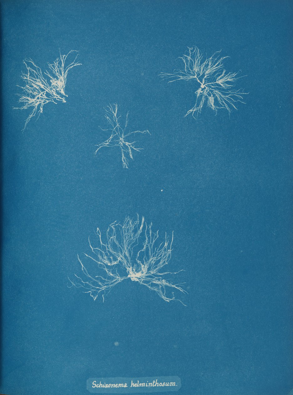 Schizonema helminthosum, ca. 1853 de Anna Atkins