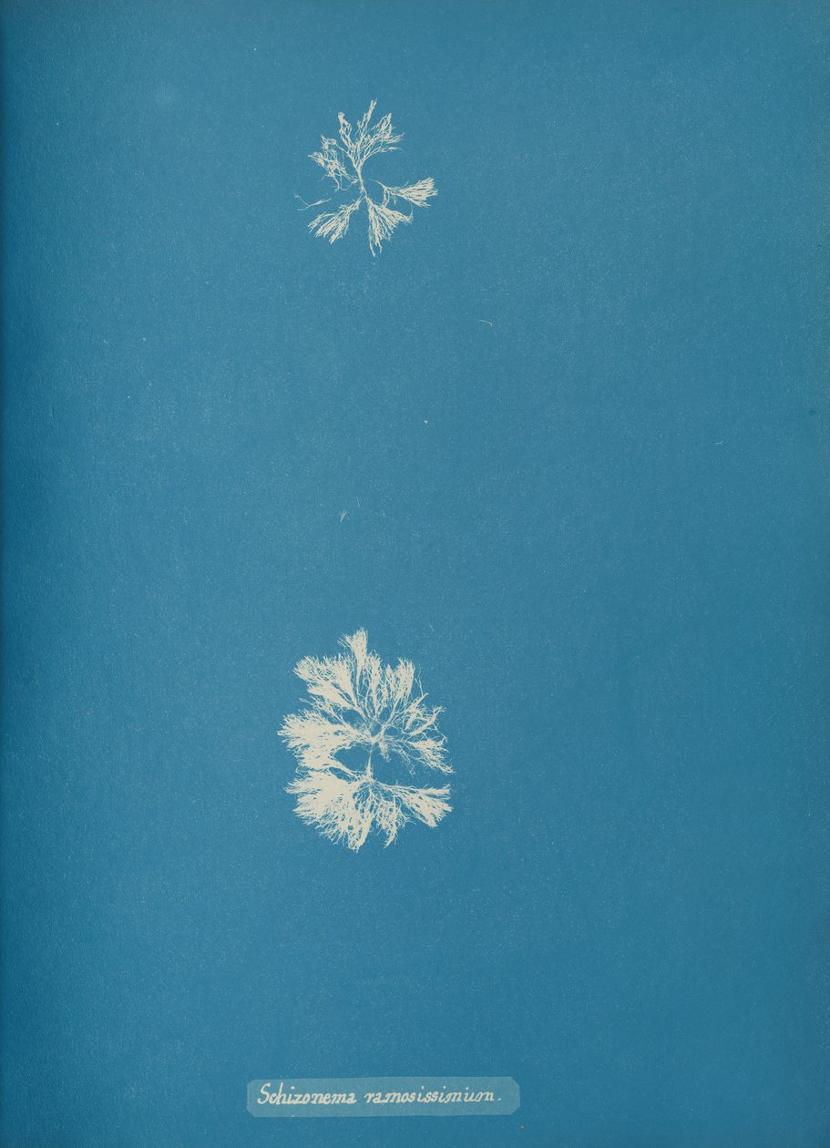 Schizonema ramosissimium, ca. 1853 de Anna Atkins