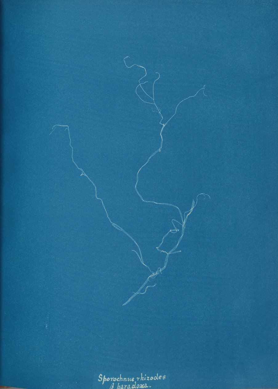 Sporochnius rhizodes ß paracloxa, ca. 1853 de Anna Atkins