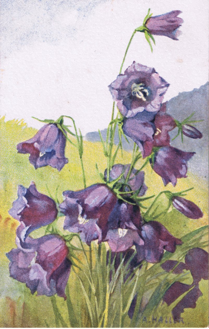Flor azul, Postal, 1940s de Anna Haller