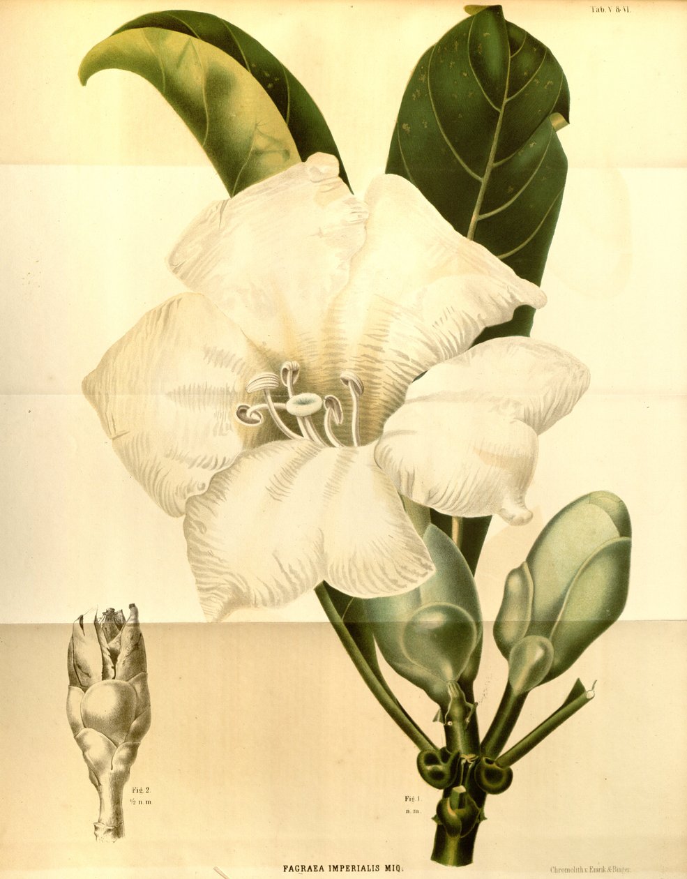 Fagraea imperialis de Annales Musei botanici lugduno batavi