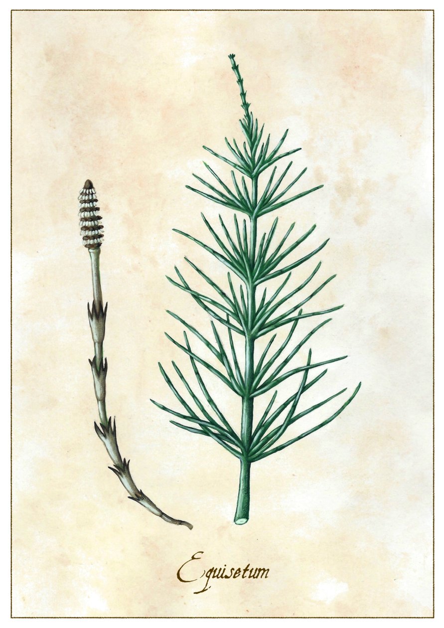 Equisetum, 2015 (gouache) de Annalisa Morrocco