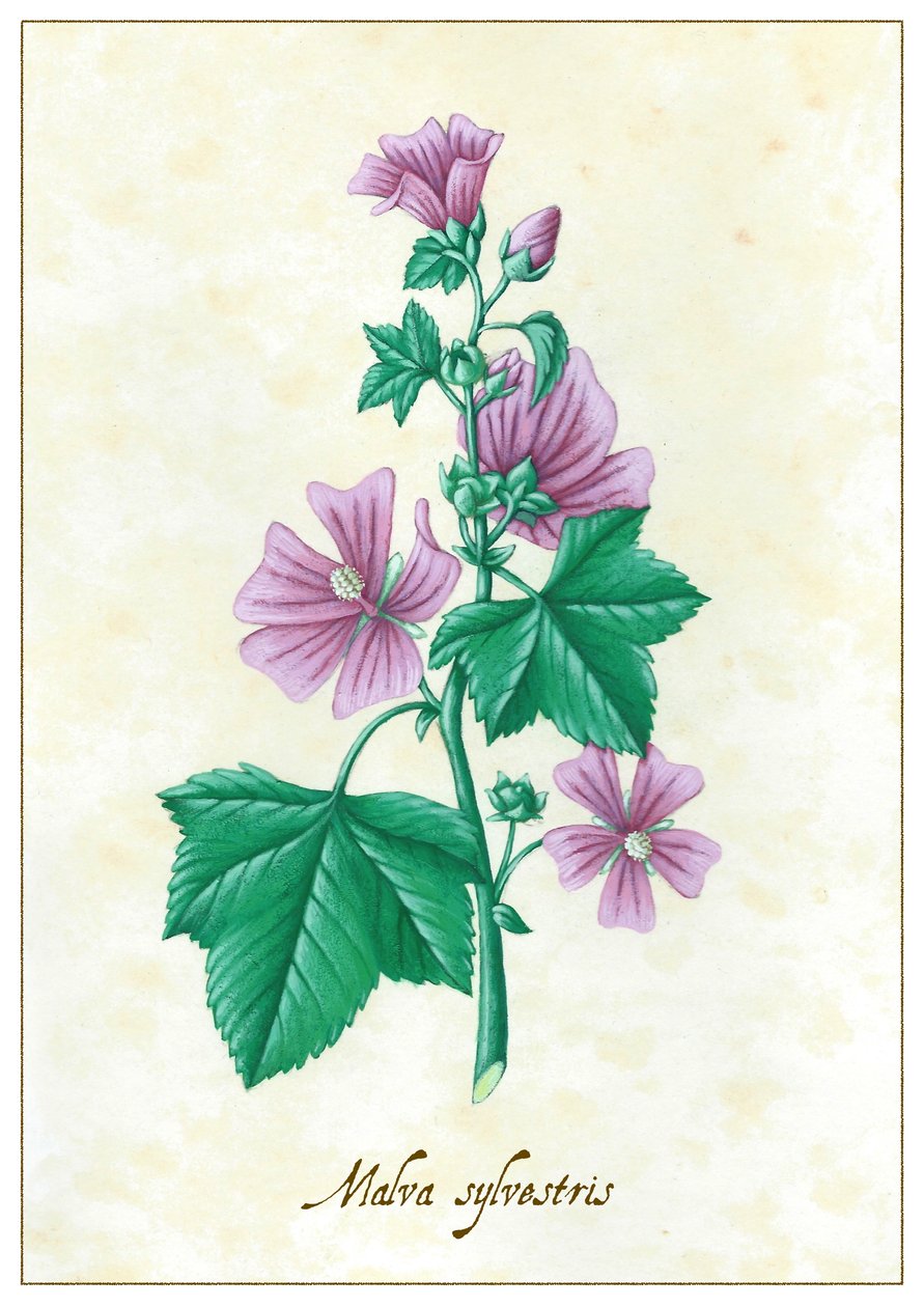 Malva sylvestris, 2015 (gouache) de Annalisa Morrocco