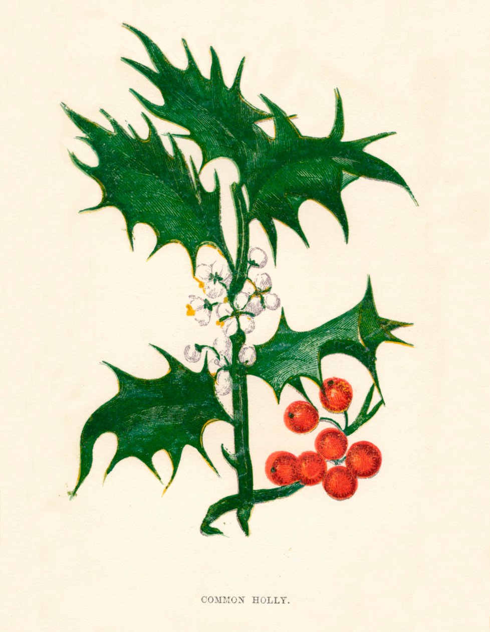 Acebo Común de Anne Pratt
