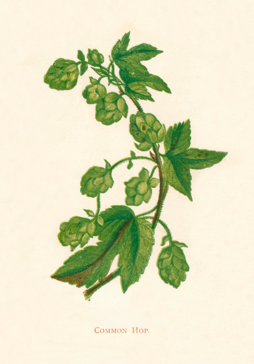 Lúpulo común de Anne Pratt