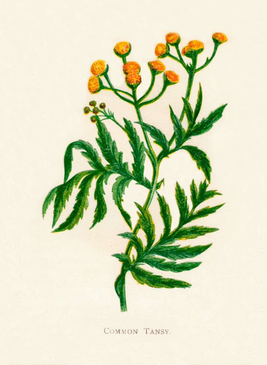 Tanaceto común, c1891, 1891 de Anne Pratt