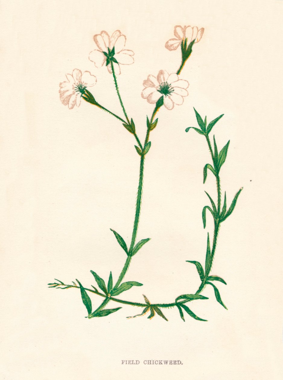 Pamplina de campo, c1891, 1891 de Anne Pratt